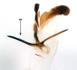              Diabrotica pygidialis Jacoby, internal sac, ventral   view       