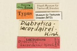              Diabrotica lacordairei Kirsch, lectotype, labels       