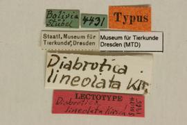              Diabrotica lineolata Kirsch, lectotype,   labels       