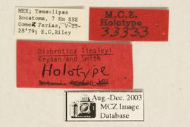              Diabrotica linsleyi Krysan&Smith, holotype,   labels       