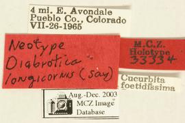              Diabrotica longicornis (Say), neotype,   labels       