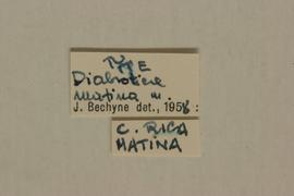              Diabrotica matina Bechyné, holotype,   labels       