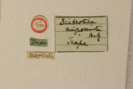              Diabrotica nigrocincta Baly, lectotype,   labels       