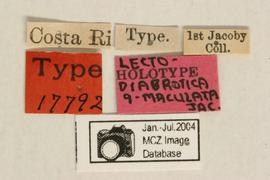              Diabrotica novemmaculata Jacoby, lectotype,   labels       