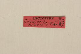              Crioceris ochreata Fabricius, lectotype,   labels       