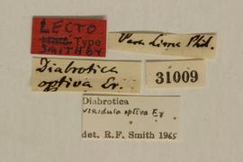              Diabrotica optiva Erichson, lectotype, labels       