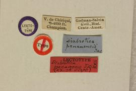              Diabrotica panamensis Jacoby, lectotype,   labels       