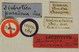  
	Diabrotica paradoxa Jacoby, lectotype, labels 
