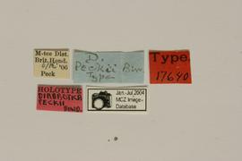              Diabrotica peckii Bowditch, holotype, labels       