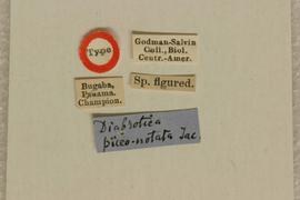              Diabrotica piceonotata Jacoby, holotype, labels       