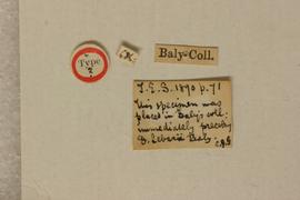                Diabrotica prasinomarginata Baly, lectotype, labels,   underside       