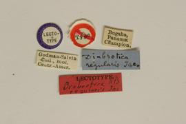              Diabrotica regularis Jacoby, lectotype, labels       