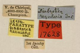              Diabrotica regularis Jacoby, paralectotype, MCZ,   labels       