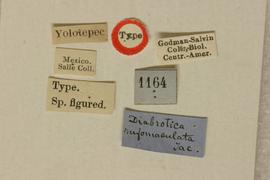              Diabrotica rufomaculata Jacoby, holotype,   labels       