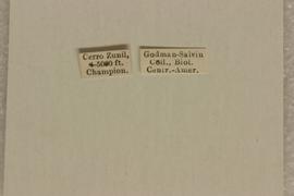   Diabrotica barclayi  Derunkov, Prado, Tishechkin, Konstantinov, holotype, labels 