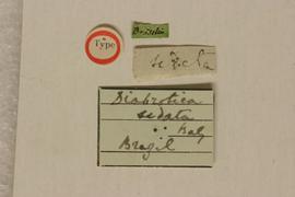              Diabrotica sedata Baly, lectotype,   labels       