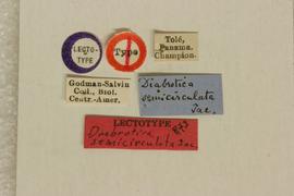              Diabrotica semicirculata Jacoby, lectotype, labels       