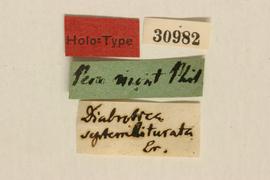              Diabrotica septemliturata Erichson, lectotype,   labels       