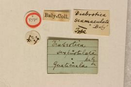              Diabrotica sexmaculata Baly, lectotype,   labels       