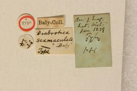              Diabrotica sexmaculata Baly, lectotype, labels,   underside       