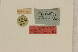              Diabrotica simoni Jacoby, lectotype, labels       