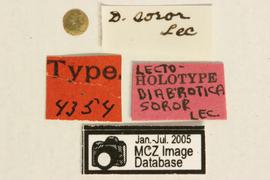              Diabrotica soror LeConte, lectotype,   labels       