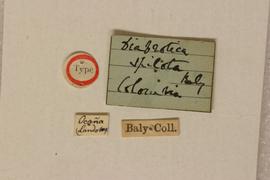              Diabrotica spilota Baly, lectotype,   labels       