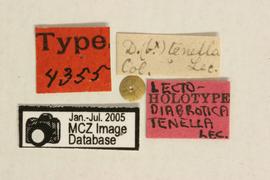              Diabrotica tenella LeConte, lectotype,   labels       