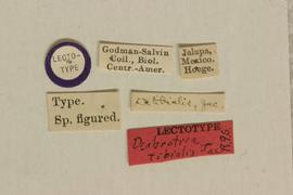              Diabrotica tibialis Jacoby, lectotype, labels       