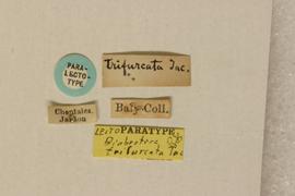              Diabrotica trifurcata Jacoby, paralectotype, BMNH, labels       