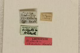              Diabrotica duodecimnotata Harold, lectotype, labels       