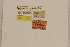              Diabrotica undecimpunctata undecimpunctata Mannerheim, lectotype,   labels       