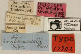              Diabrotica underwoodi Bowditch, lectotype,   labels       