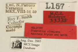              Diabrotica virescens hausteca Krysan&Smith,   holotype, labels       