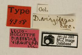              Diabrotica virgifera virgifera LeConte, lectotype, labels       