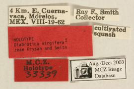              Diabrotica virgifera zeae Krysan&Smith, holotype,   labels       