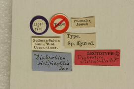              Diabrotica viridicollis Jacoby, lectotype, labels       