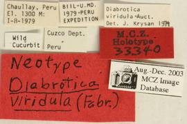              Diabrotica viridula (Fabricius), neotype, labels       