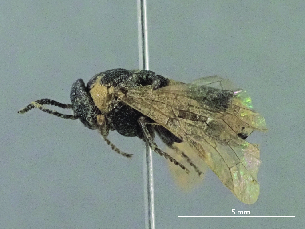 Female (Photo by Tatsuya Ide)