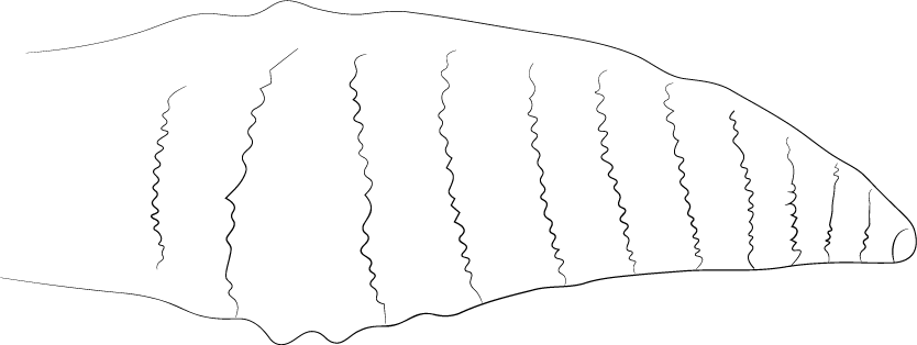 Gonapophysis VIII after Xiao and Zhang (1994: fig. 1)