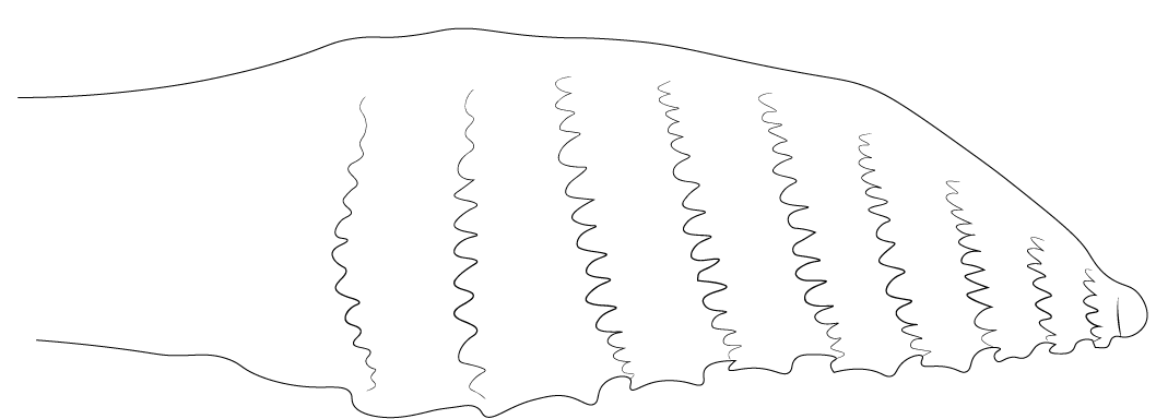 Gonapophysis VIII after Xiao et al. (1984: fig. 9)