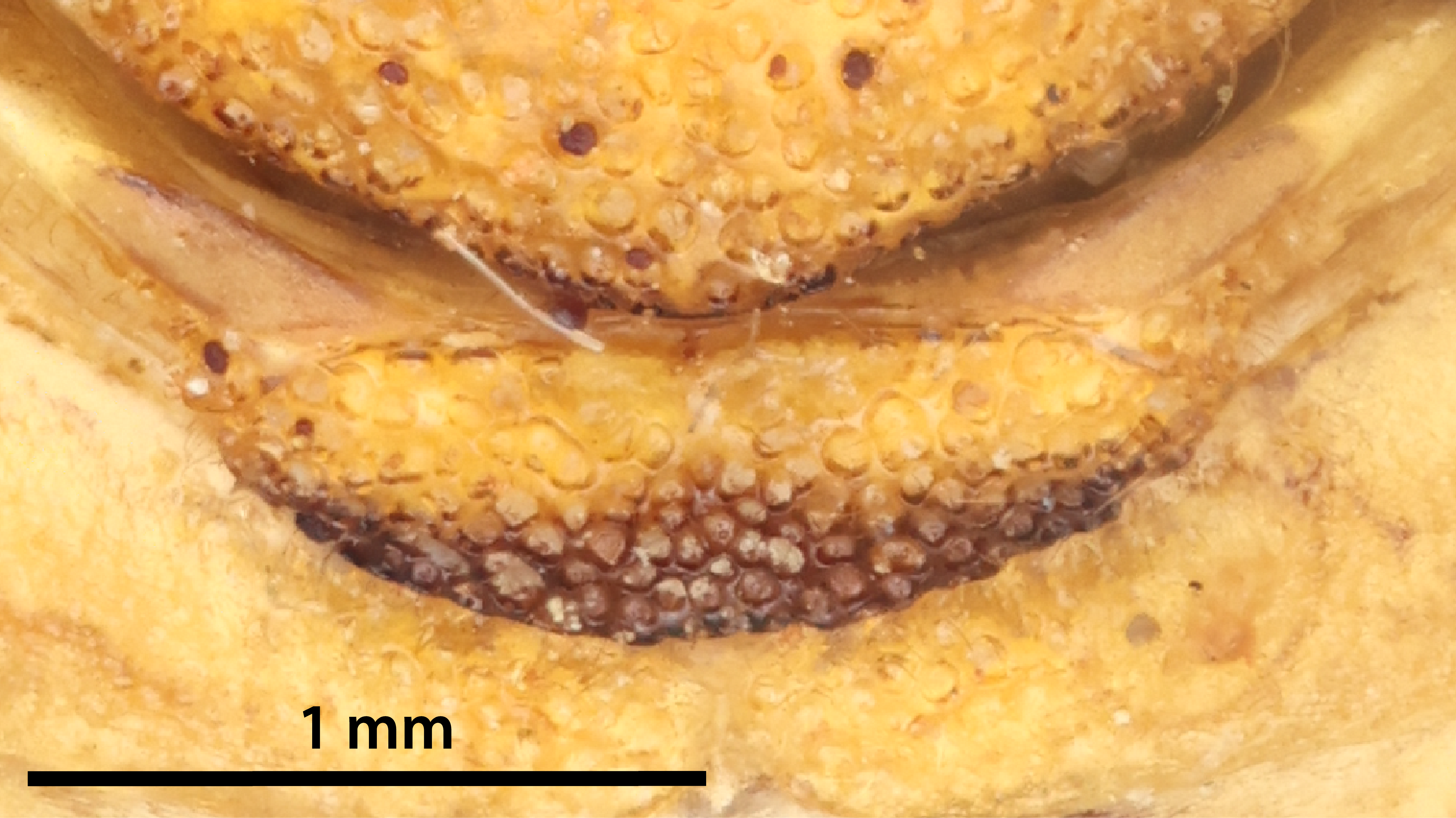 Female metascutellum. Note bicolored condition.