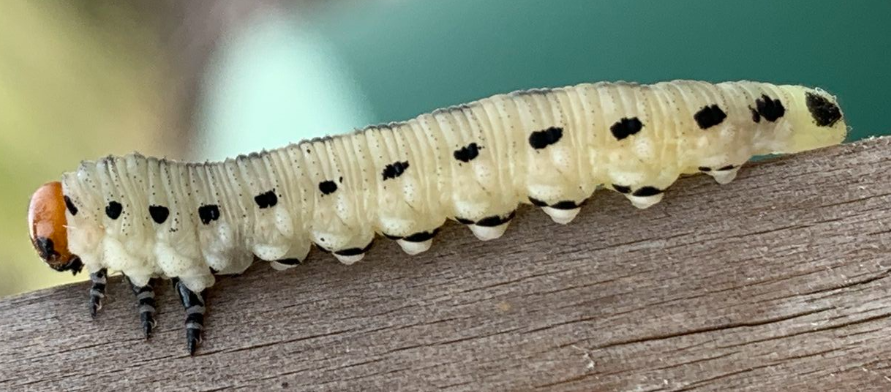 Larva (Photo by chimp633, iNaturalist.org)