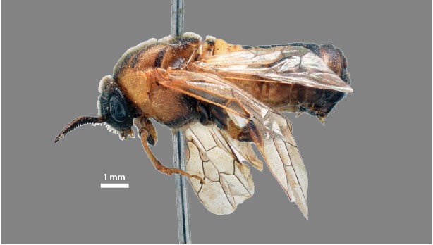 Female (Photo by Mei Wang)