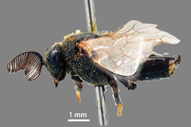 Male (Photo by Mei Wang)