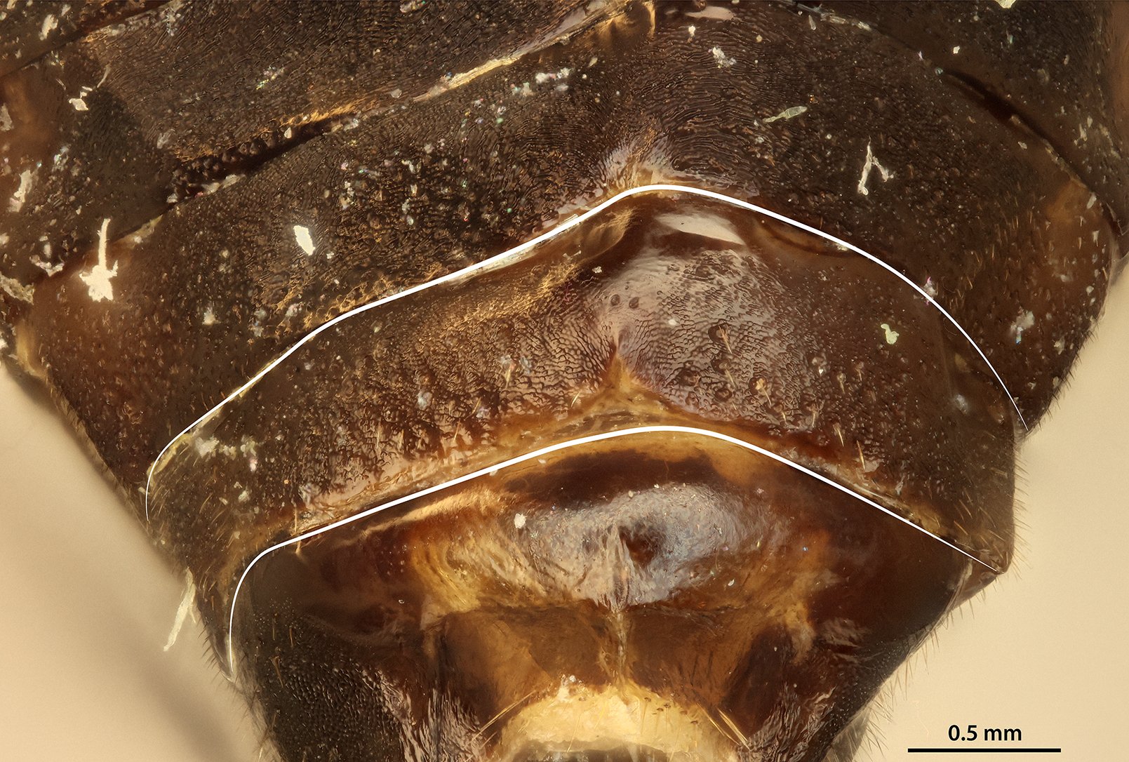 ATVIII of female outlined in white