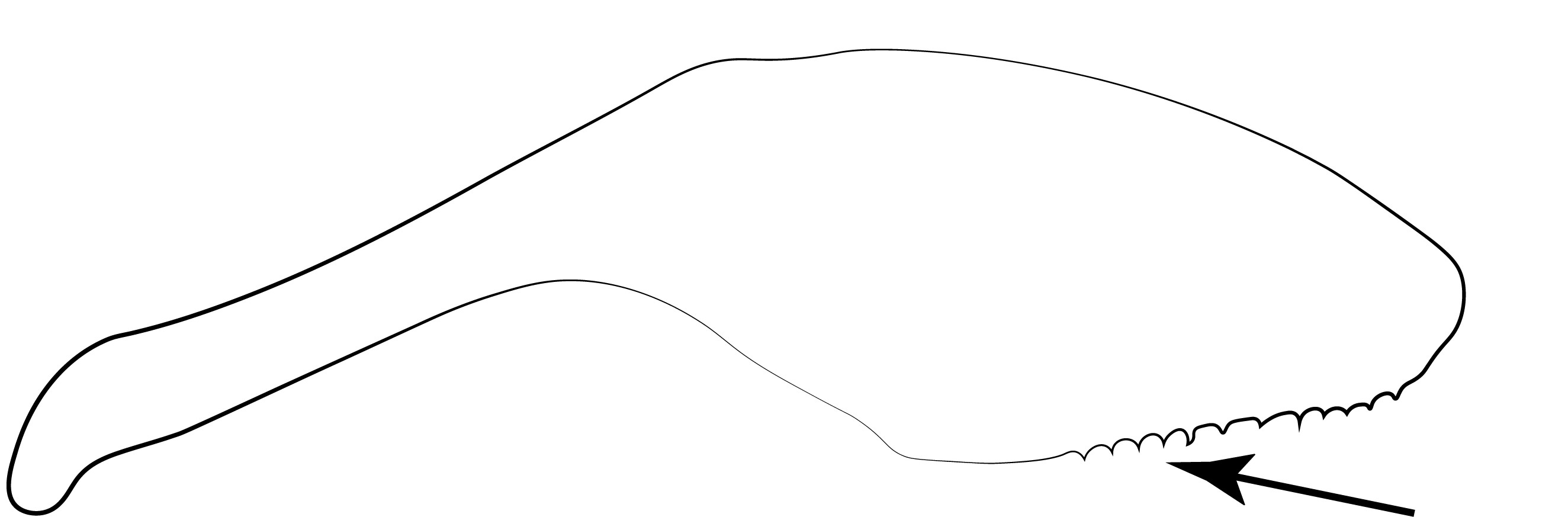 Penial sclerite after Xiao et al. (1983: fig. 3). Ventral margin of valviceps marked with arrow.