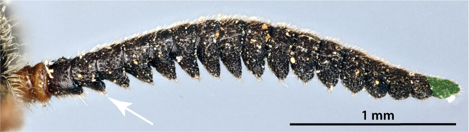 Female antenna, second flagellomere marked with arrow, distal flagellomere highlighted, <em>Diprion liuwanensis</em>