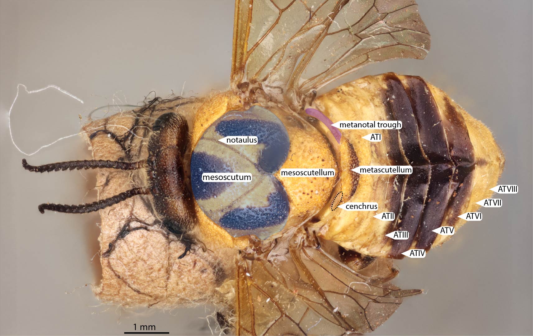 Anatomy, female dorsal view, <em>Diprion nipponicus</em>
