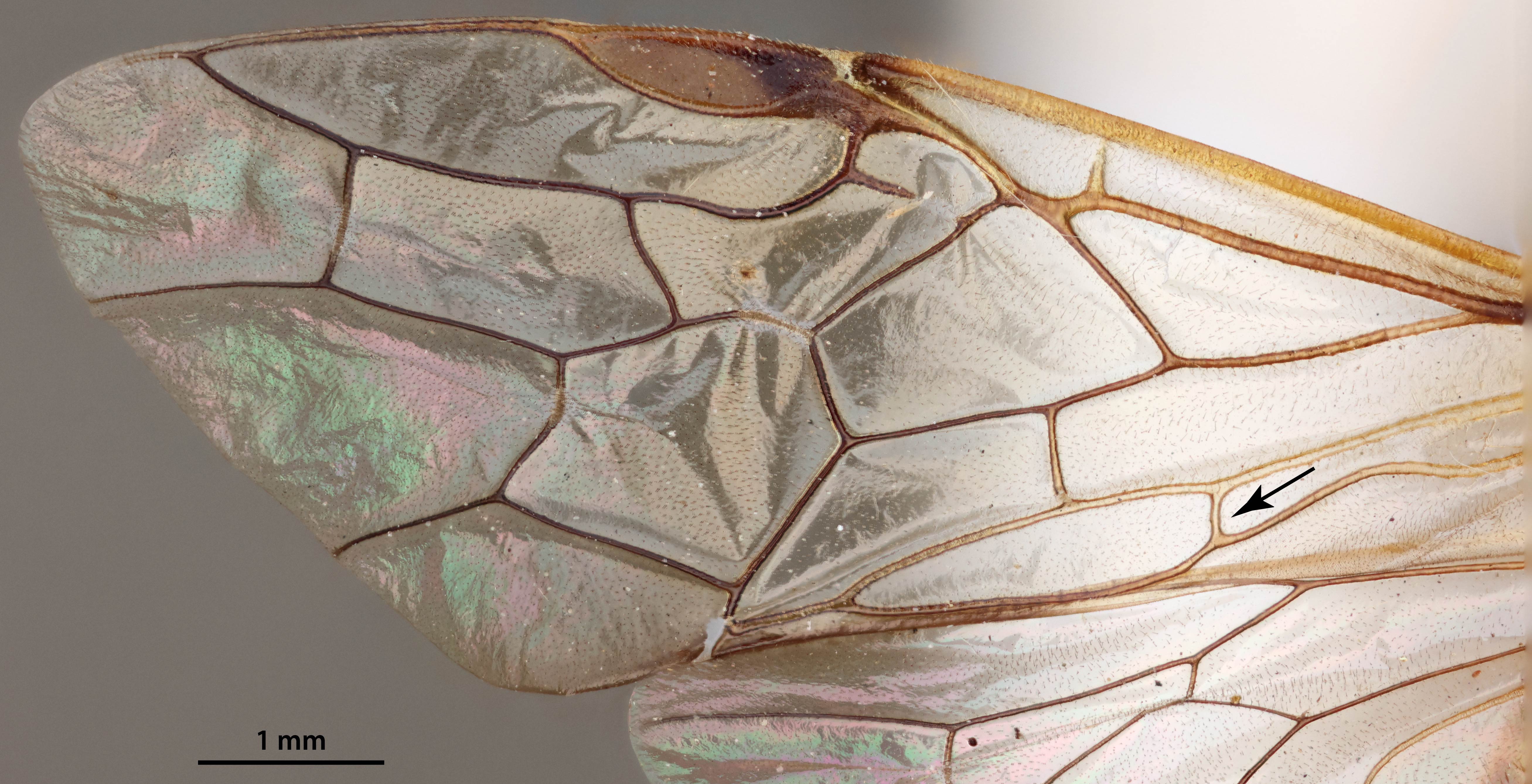 Forewing, anal crossvein marked with arrow, <em>Diprion pini</em>